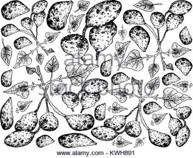 390x320 Potato Illustration, Drawing, Engraving, Line Art, Vegetable
