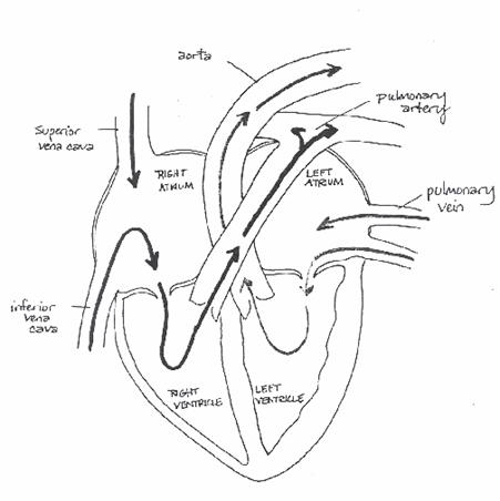 451x452 Heart And Major Arteries And Veins Universidad
