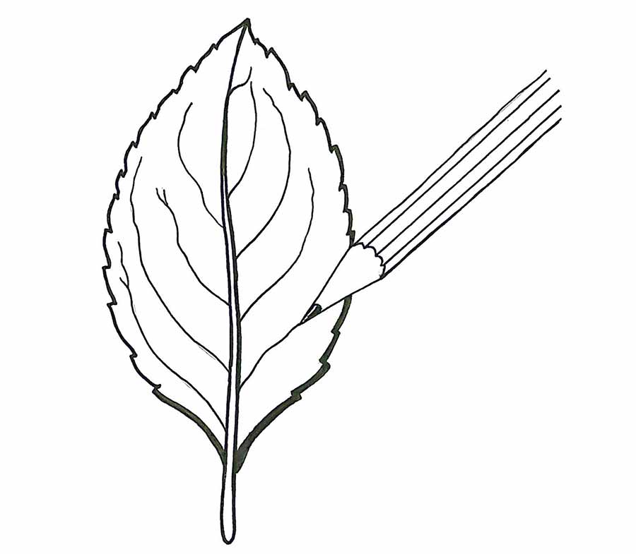 900x785 How Drawings Could Save Your Life