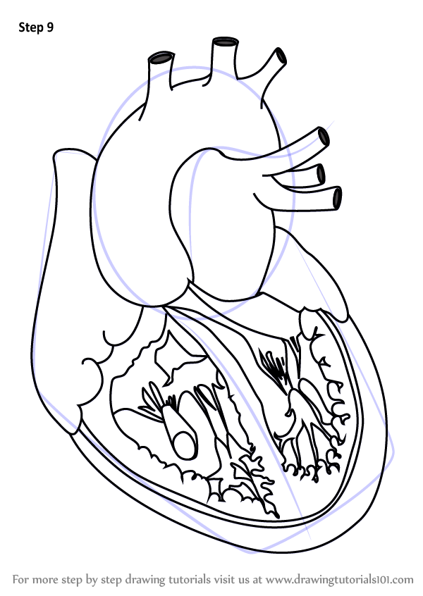 600x846 Learn How To Draw Heart With Veins (Body) Step By Step Drawing