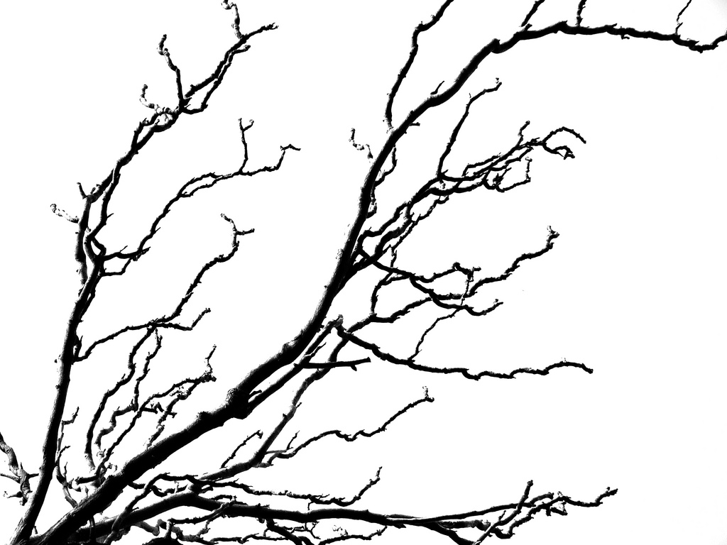 1024x768 In Nature Veins Through The Tree Branches Trees Help You