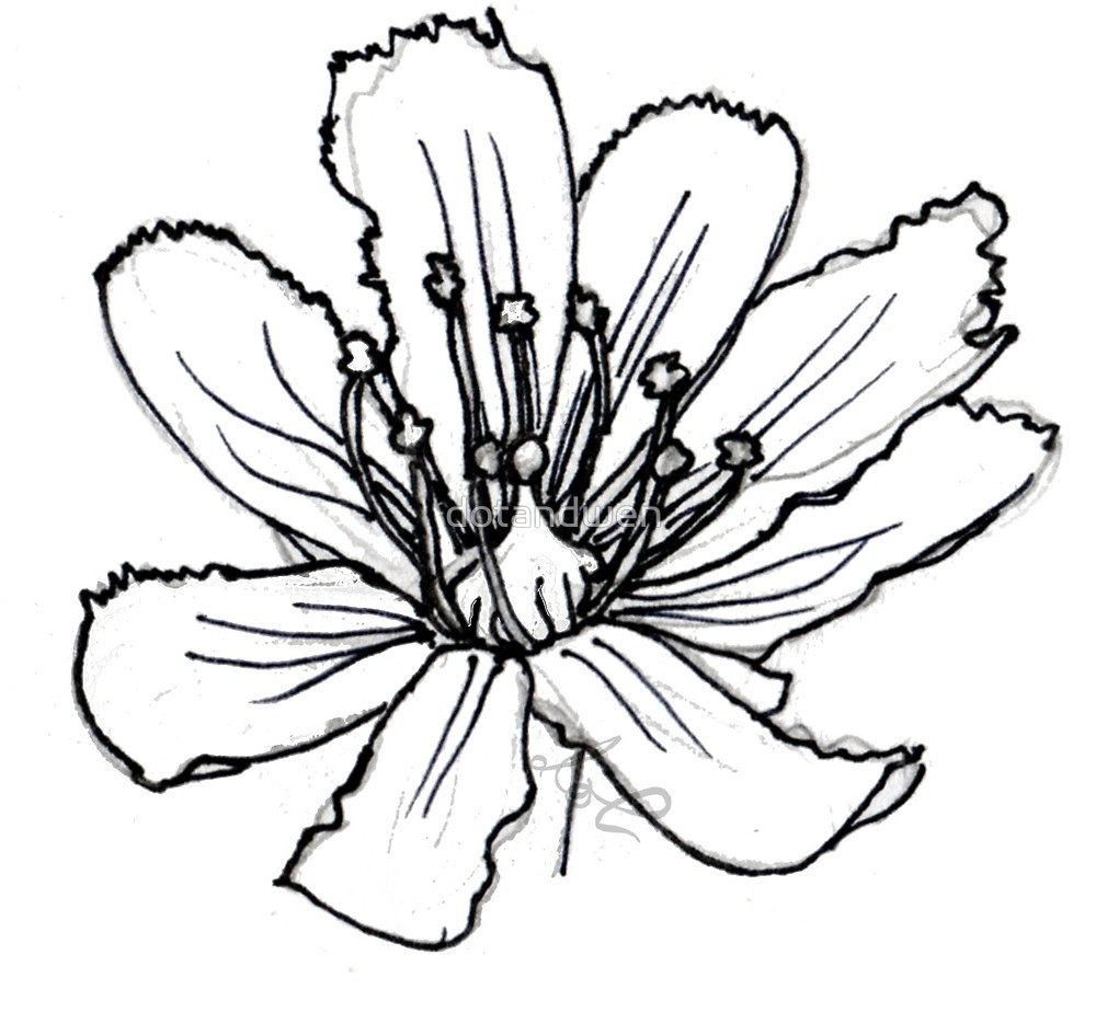 1000x924 Venus Fly Trap Flower Sketch By Dotandwen Redbubble