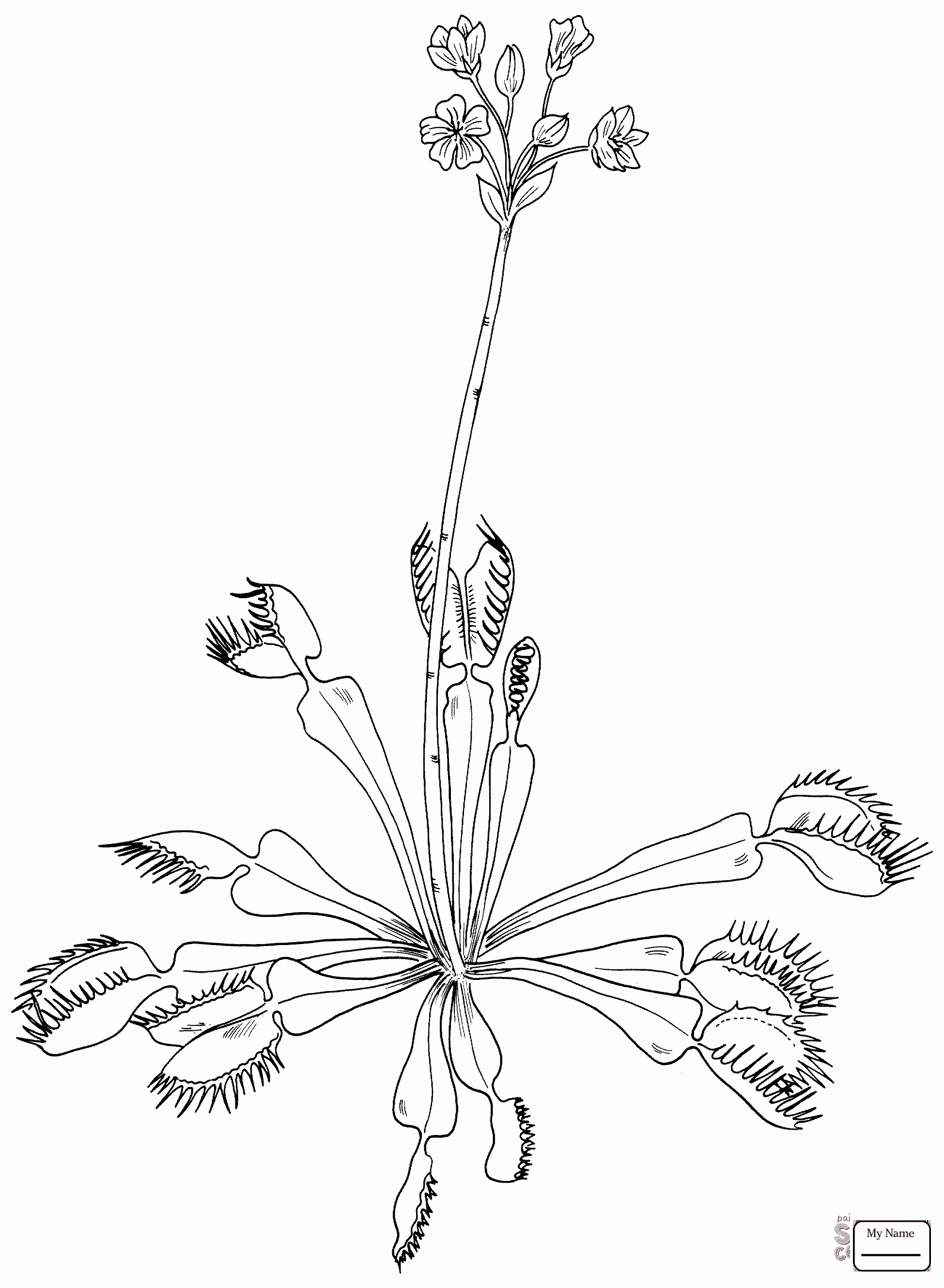 1949x2659 Venus Fly Trap