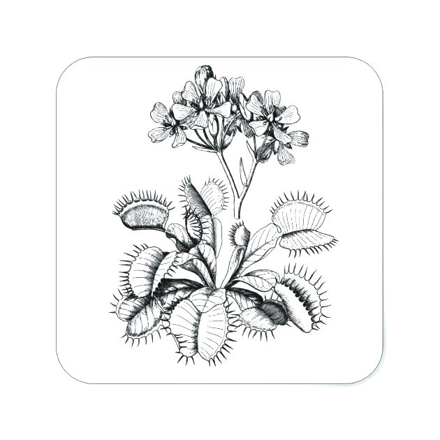 630x630 Venus Fly Trap Coloring Page Synthesis.site