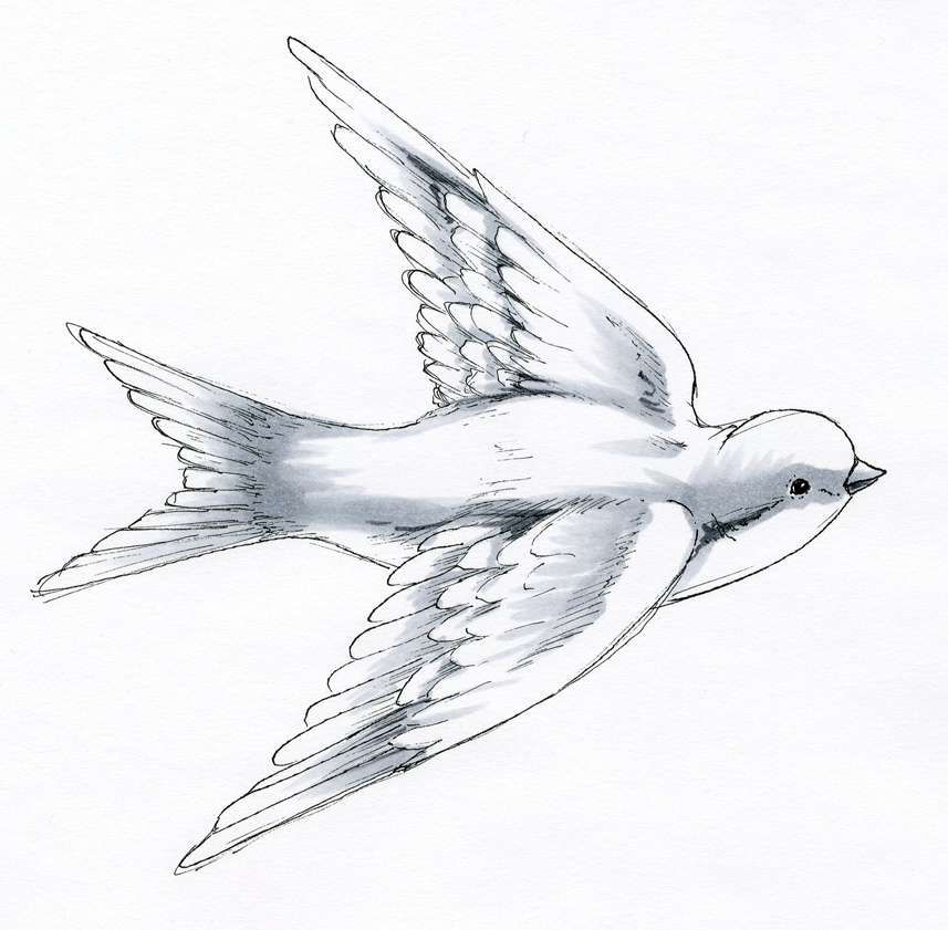 857x841 I Like Markers Coloring A Swallow