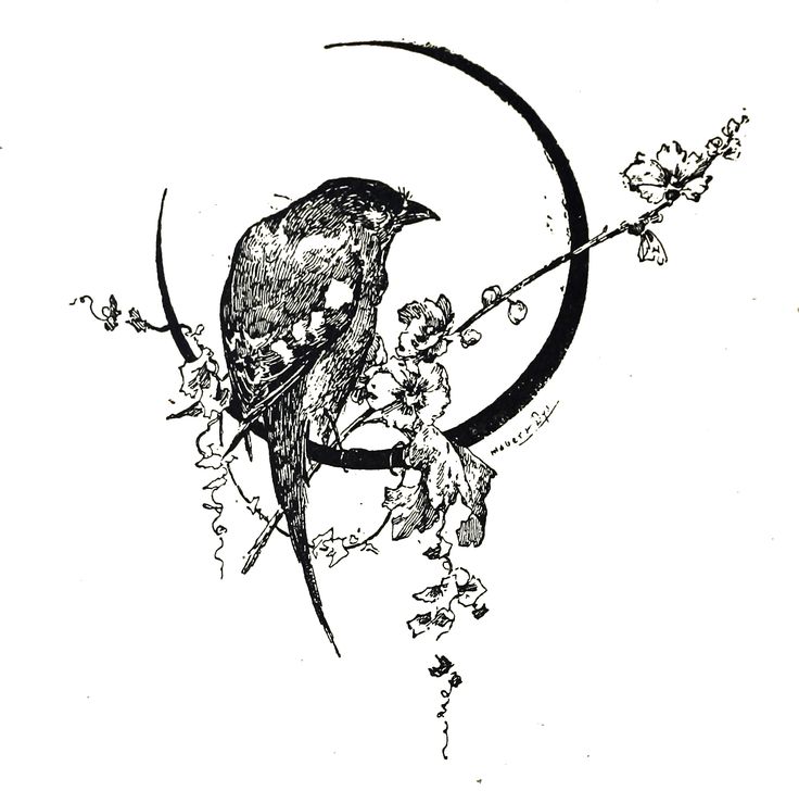 736x728 50 Best Birds Images On Birds, Vintage Birds And Bird