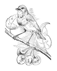 236x295 Vintage Bird Clip Art, Song Sparrow, Chipping Sparrow, Black