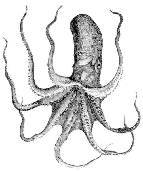 497x594 Victorian Octopus Drawing Inspired Drawing Ideas
