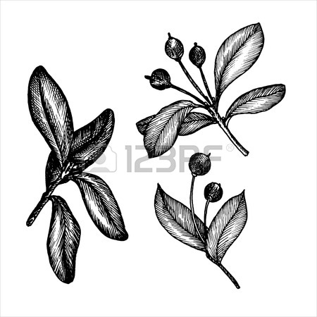 450x450 Vintage Vector Floral Set Of Isolated Elements In Victorian Style