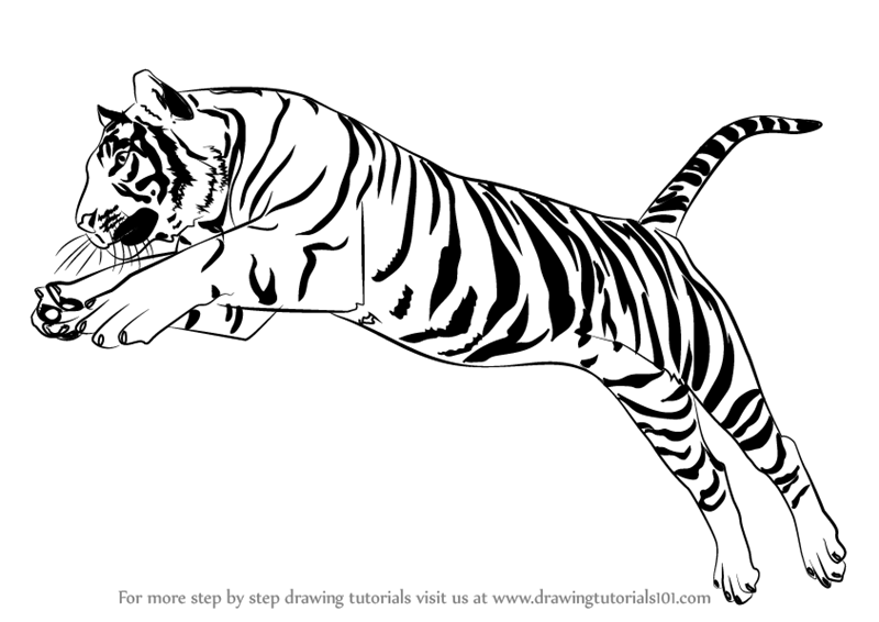 800x566 How To Draw A Tiger Jumping Video