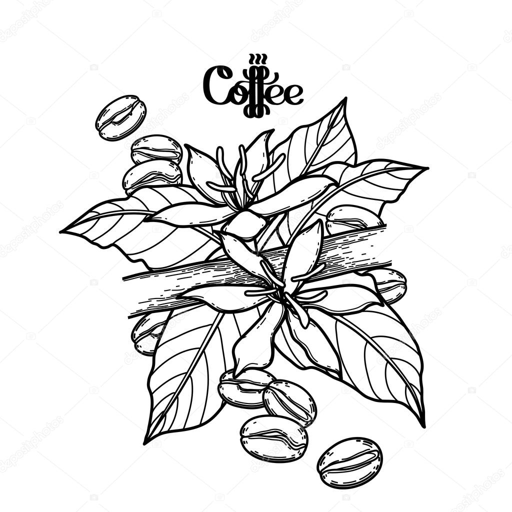 1024x1024 Gaphic Coffee Vignette Stock Vector Homunkulus28