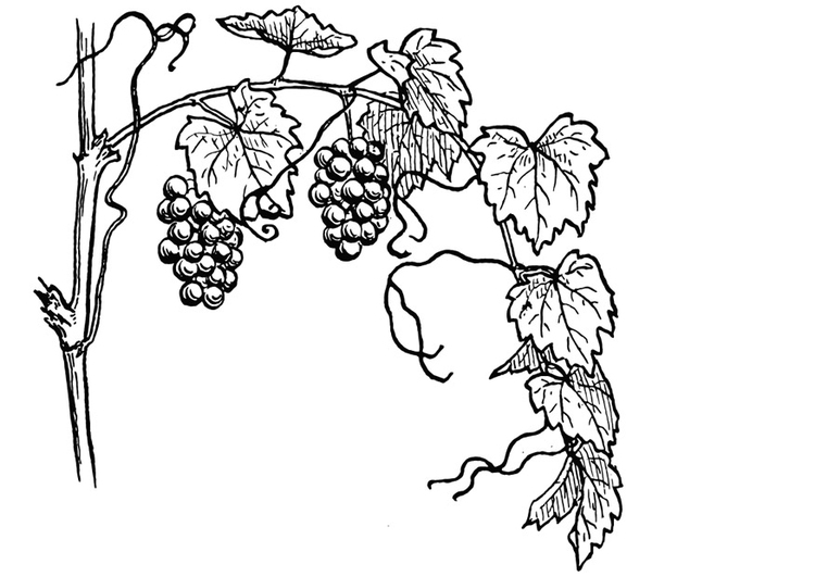 750x531 Coloring Page Grape Vine