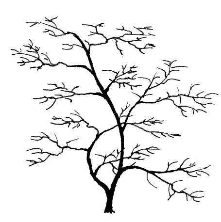 455x458 Vine Maple (Acer Circinatum), Pacific Northwest Native Tree