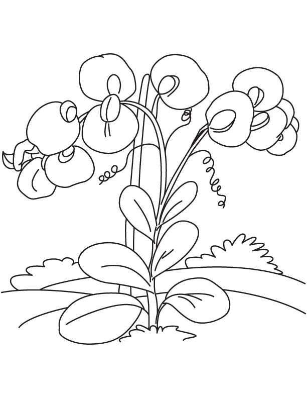 612x792 Sweet Pea Flower Coloring Page Realistic Flower Coloring Pages
