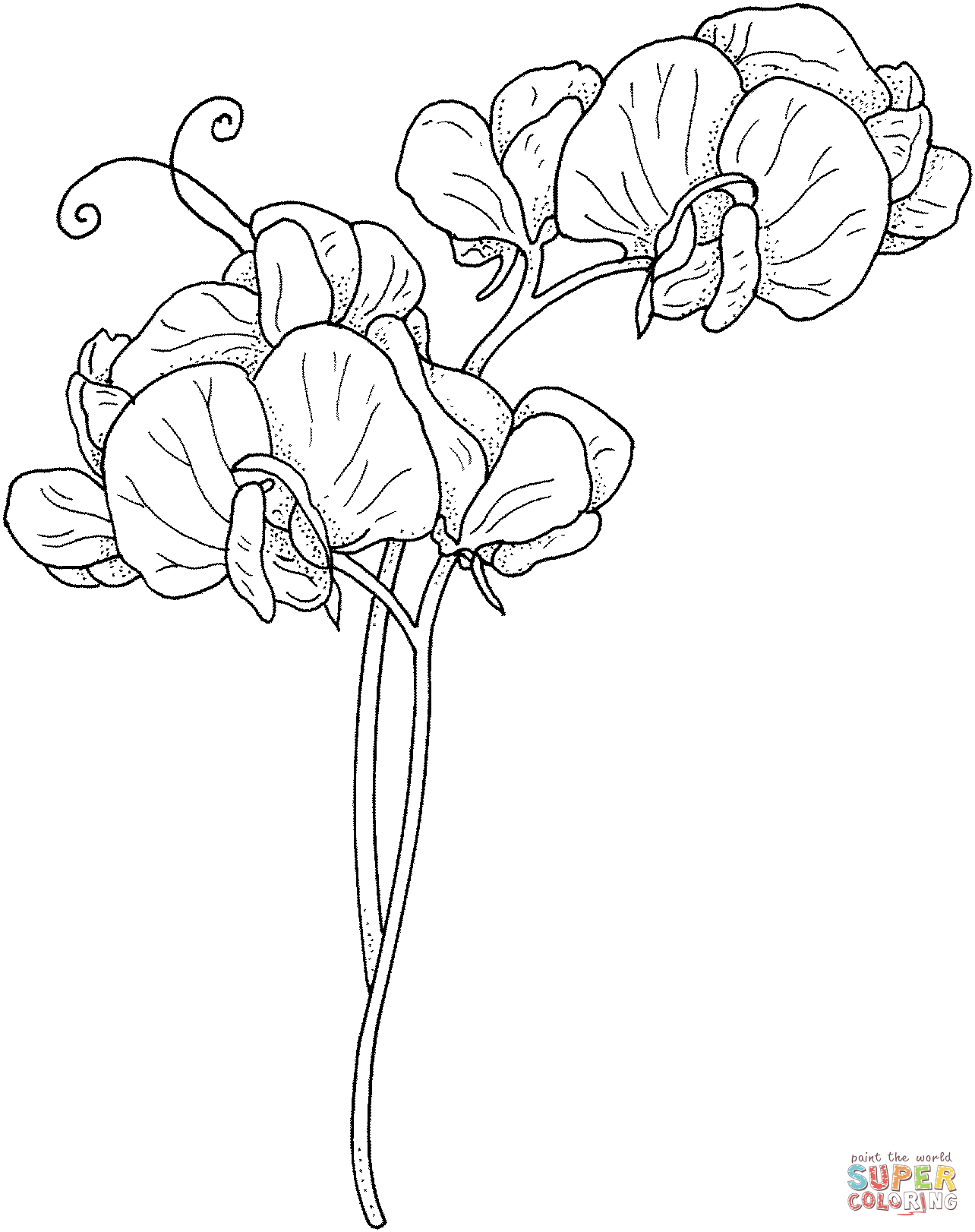 1284x1622 Sweet Pea Flowers Coloring Page Free Printable Coloring Pages