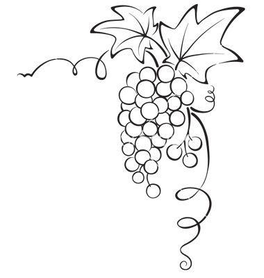 380x400 Drawn Fruit Grape Vine