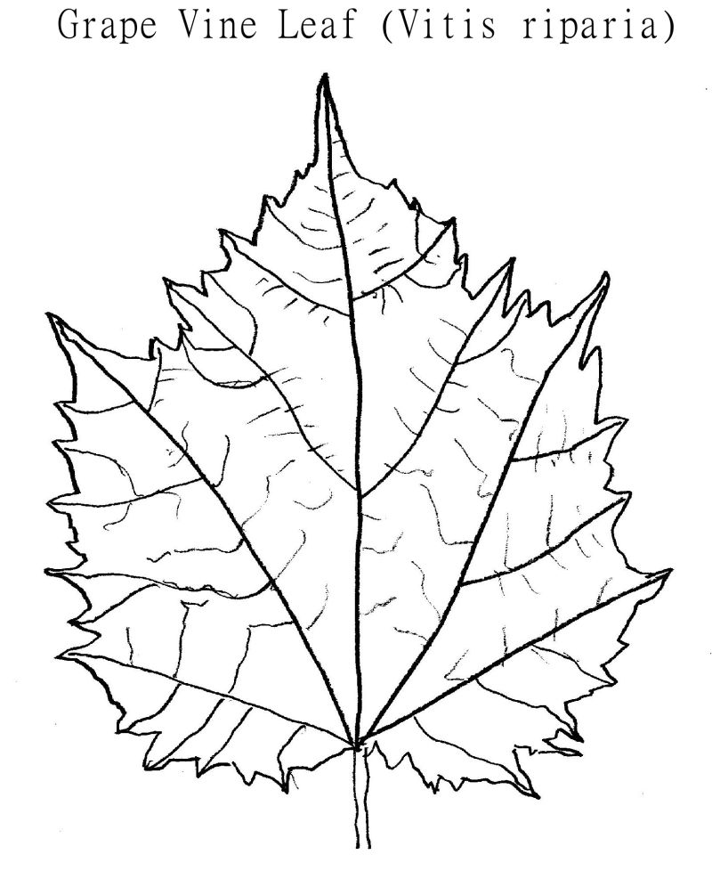 800x978 Grape Nature's Restaurant A Complete Wild Food Guide