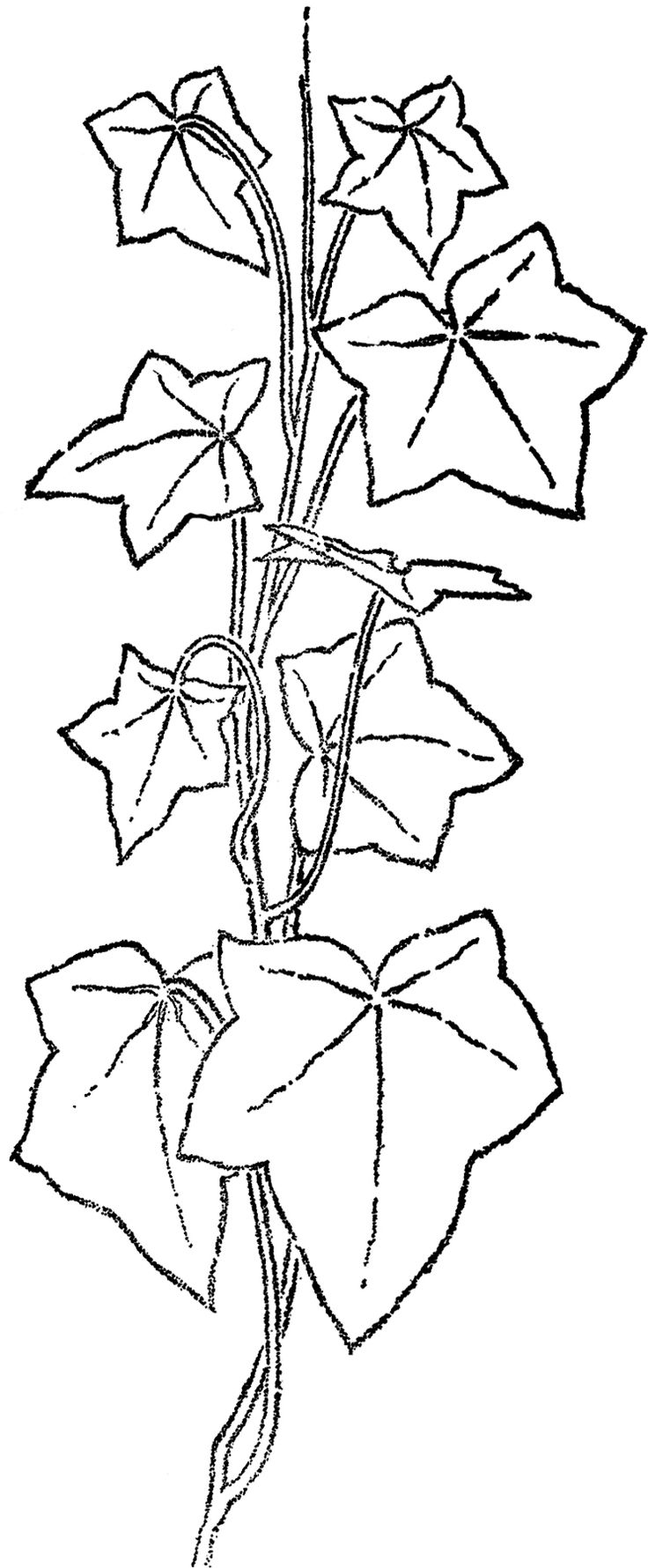 736x1780 Ivy Leaf Vine Clip Art