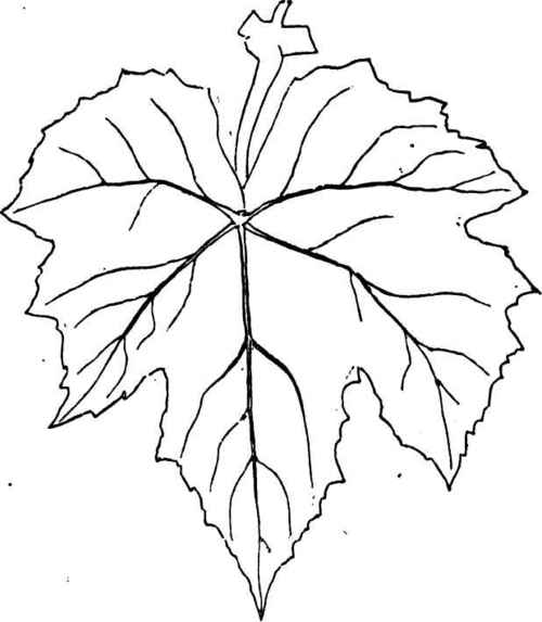 500x573 Grape Leaf Template Printable