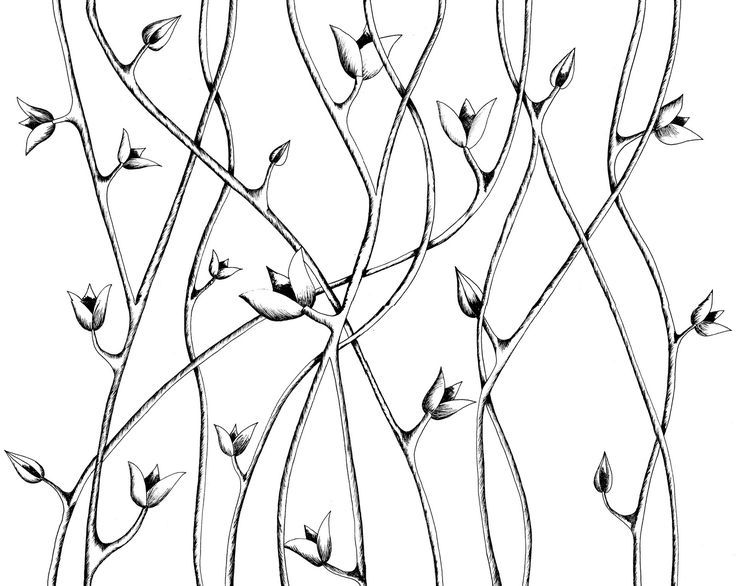736x586 Images For Gt Vine Line Drawing Inspiration For Creating