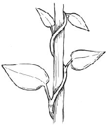 220x257 Light In The Garden