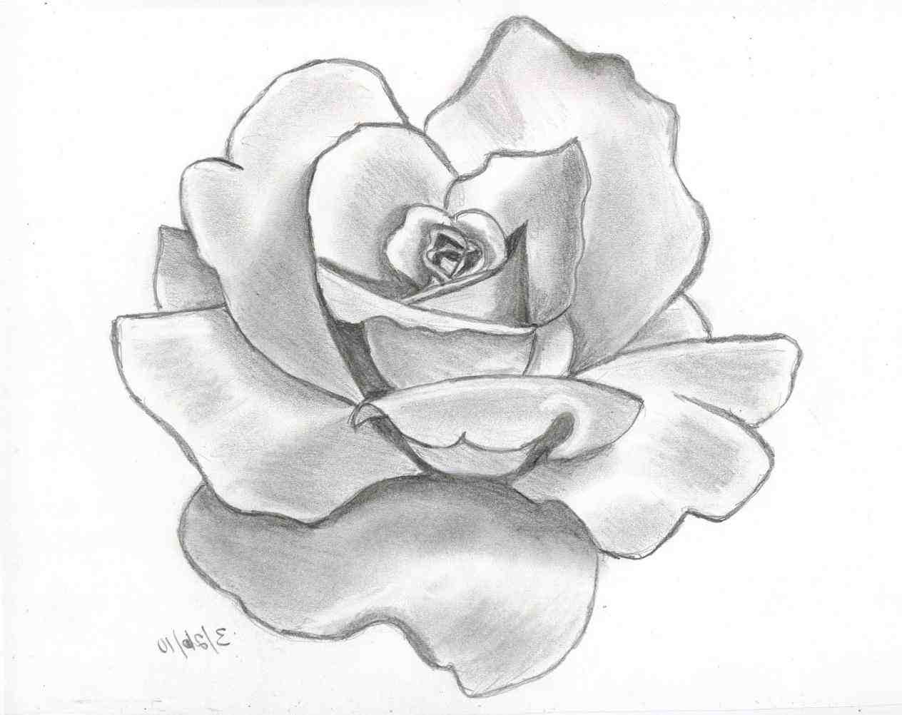 1264x1002 Drawings Of Roses And Vines