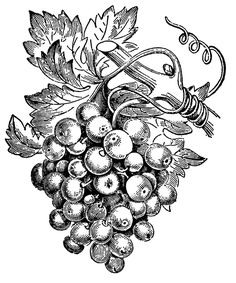 236x283 Drawings Of Grapes And Vines Grape Vine Art