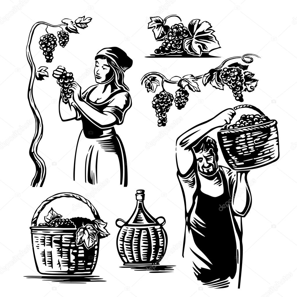 1023x1023 Men And Women Harvest The Grapes In The Vineyard. Stock Vector