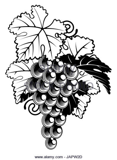 396x540 A Black White Drawing Vineyard Stock Photos Amp A Black