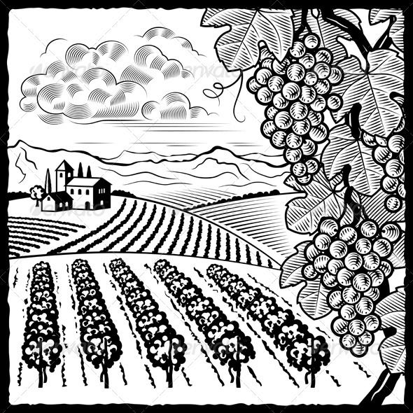 590x590 Vineyard Landscape Black And White Landscaping, Cloud Drawing