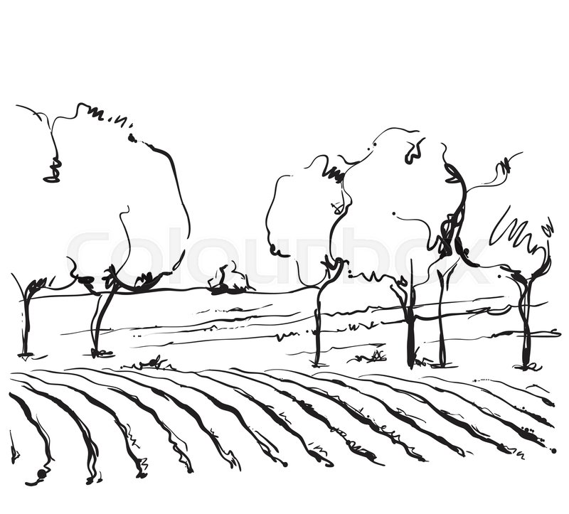800x723 Vineyard Landscape Vector Sketch Design. Hand Drawn Illustration
