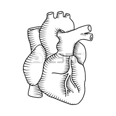 450x450 Hand Drawing Sketch Anatomical Heart.cartoon Style Vector