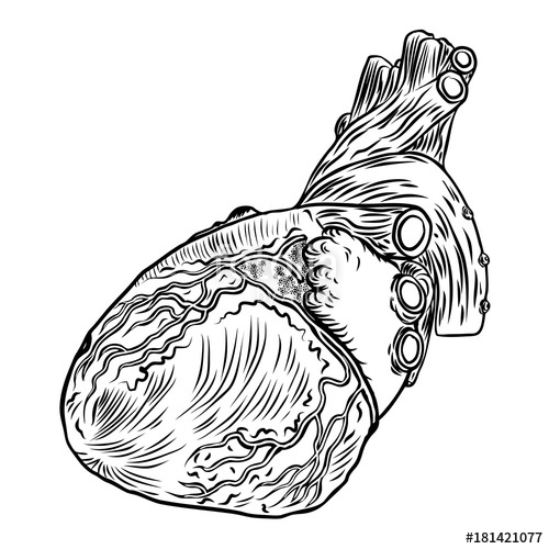 500x500 Human Heart In Anatomy. Hand Drawn Illustration In Vintage Style
