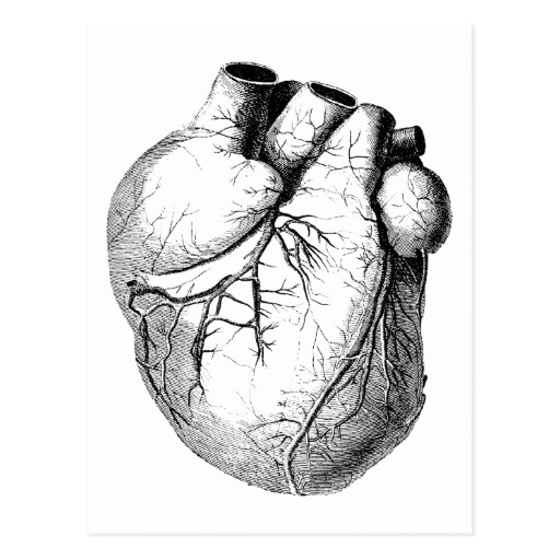 512x512 Vintage 1800s Heart Retro Cardiac Anatomy Hearts Poster Cardiac