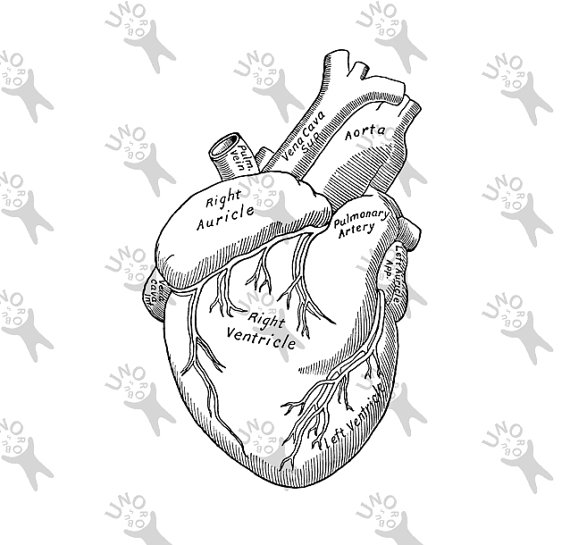 570x545 Vintage Anatomy Human Heart Antique Drawing Old Illustration