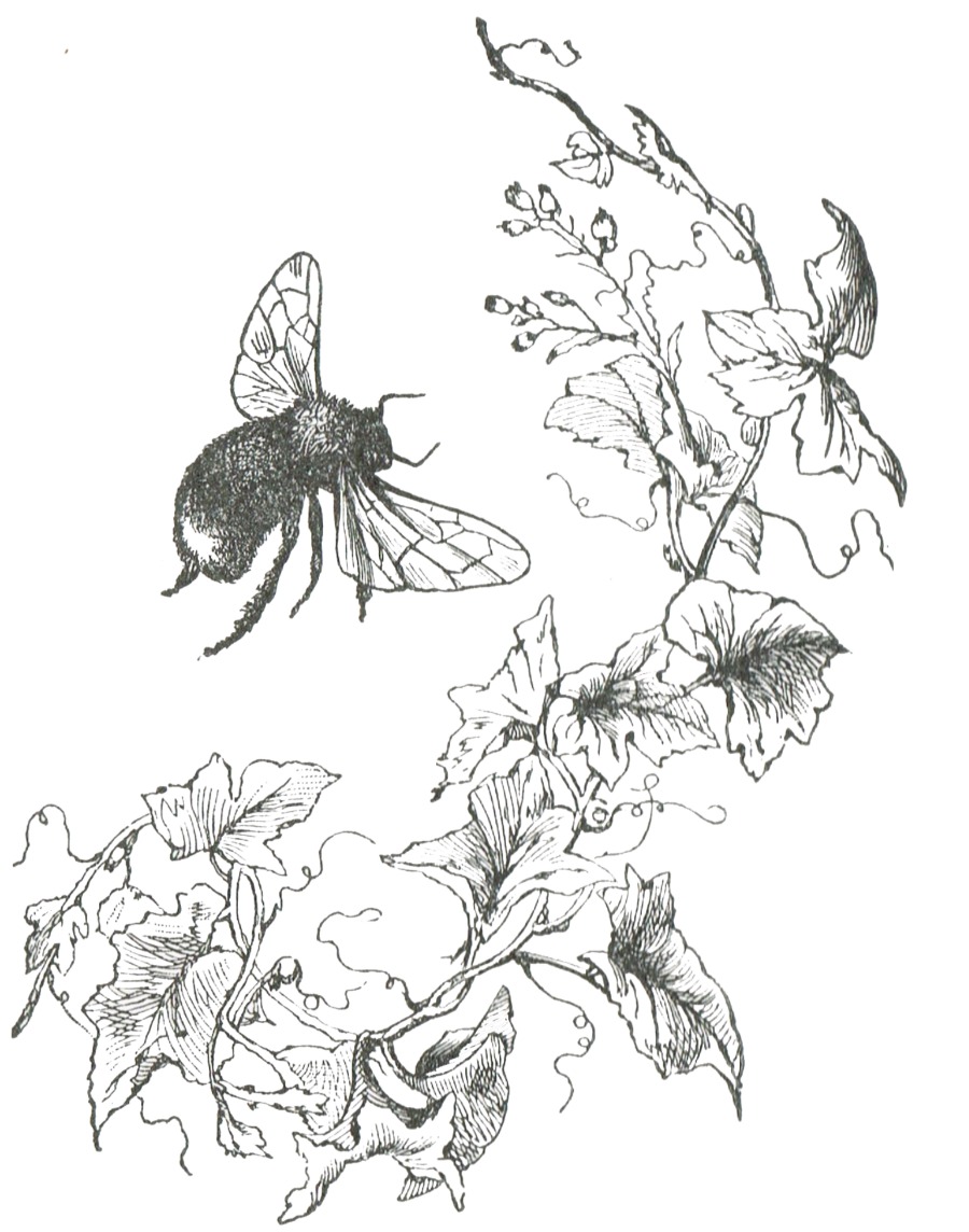 900x1144 Bee Image Clip Art From Mcguffey's Reader Via
