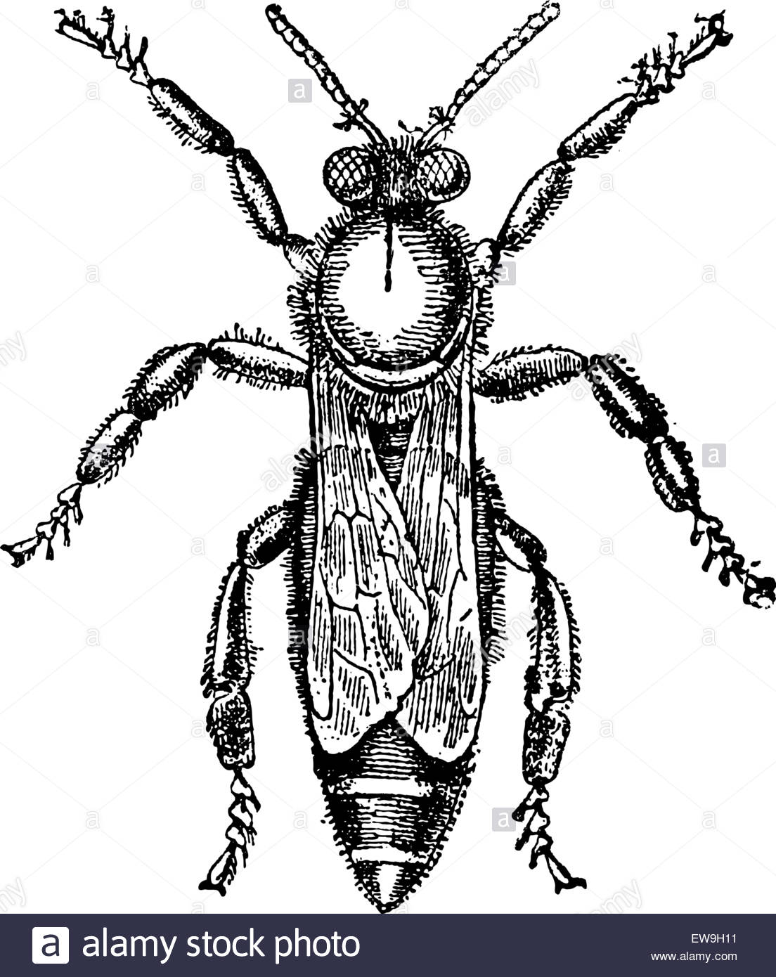 1104x1390 Female Or Queen Bee, Vintage Engraved Illustration. Magasin Stock