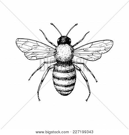449x470 Honey Bee Vintage Vector Drawing. Vector Amp Photo Bigstock