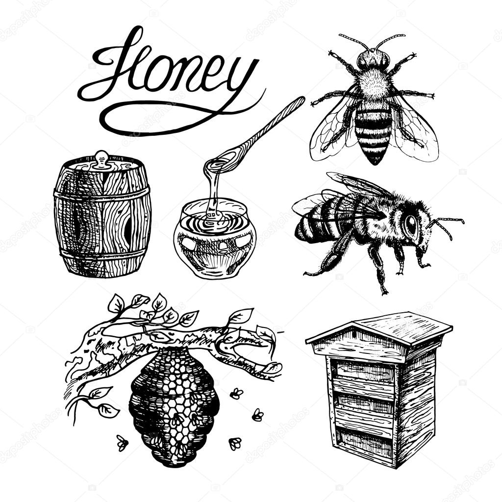 1024x1024 Honey Vintage Vector Set Stock Vector Airin.dizain