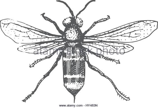 640x437 Bee Illustration Engraving Drawing Ink Stock Photos Amp Bee