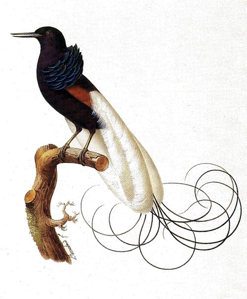 499x604 Pin By Jessica Drake On Scientific Illustration