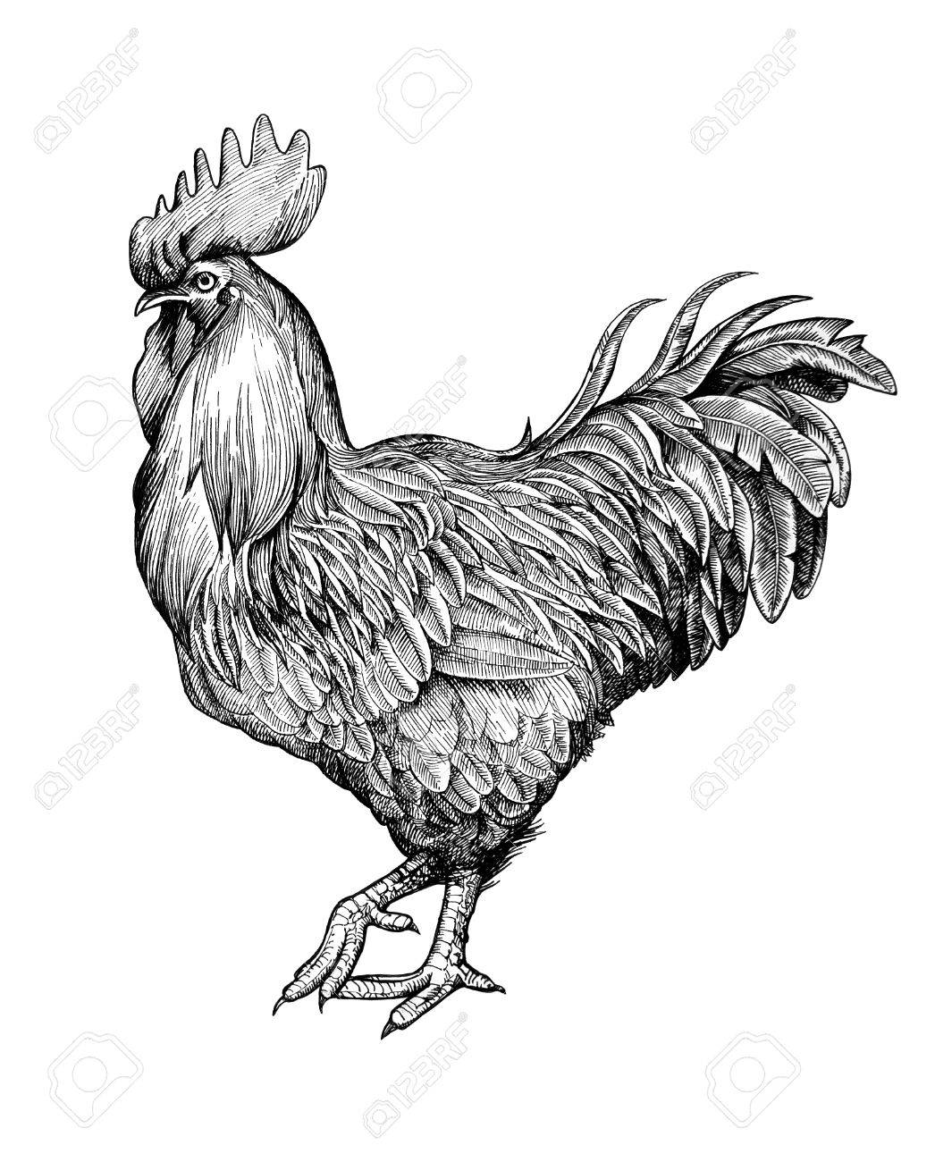 1046x1300 Realistic Rooster Cock Hand Drawn In Vintage Engraving