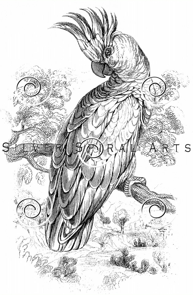 629x960 Royalty Free Stock Vintage Illustrations Photo Keywords Parrots