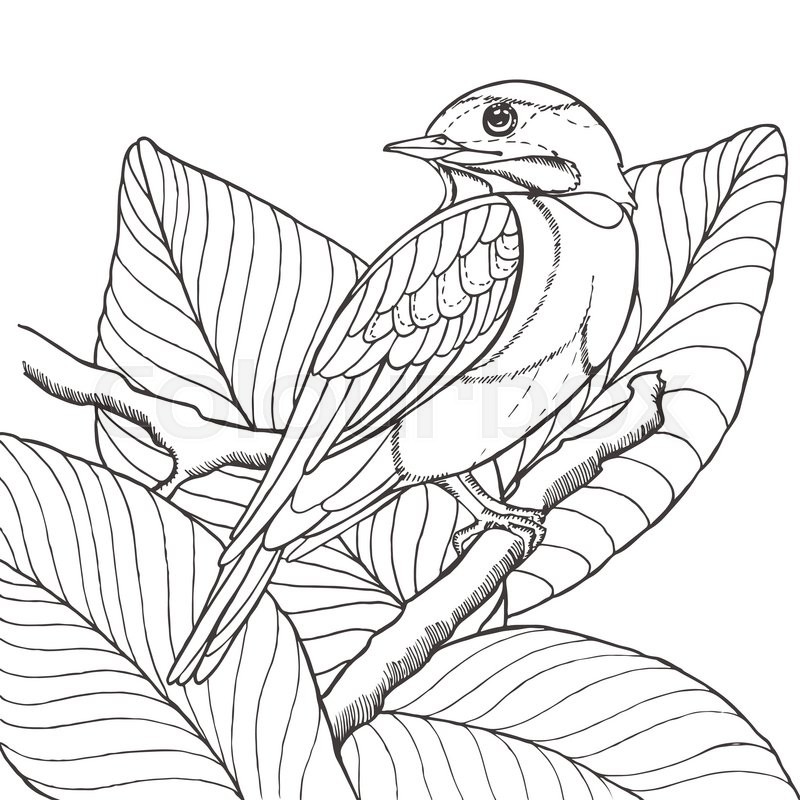 800x800 Sketch Of Tropical Bird Sitting On Branch In Leaves. Imitation