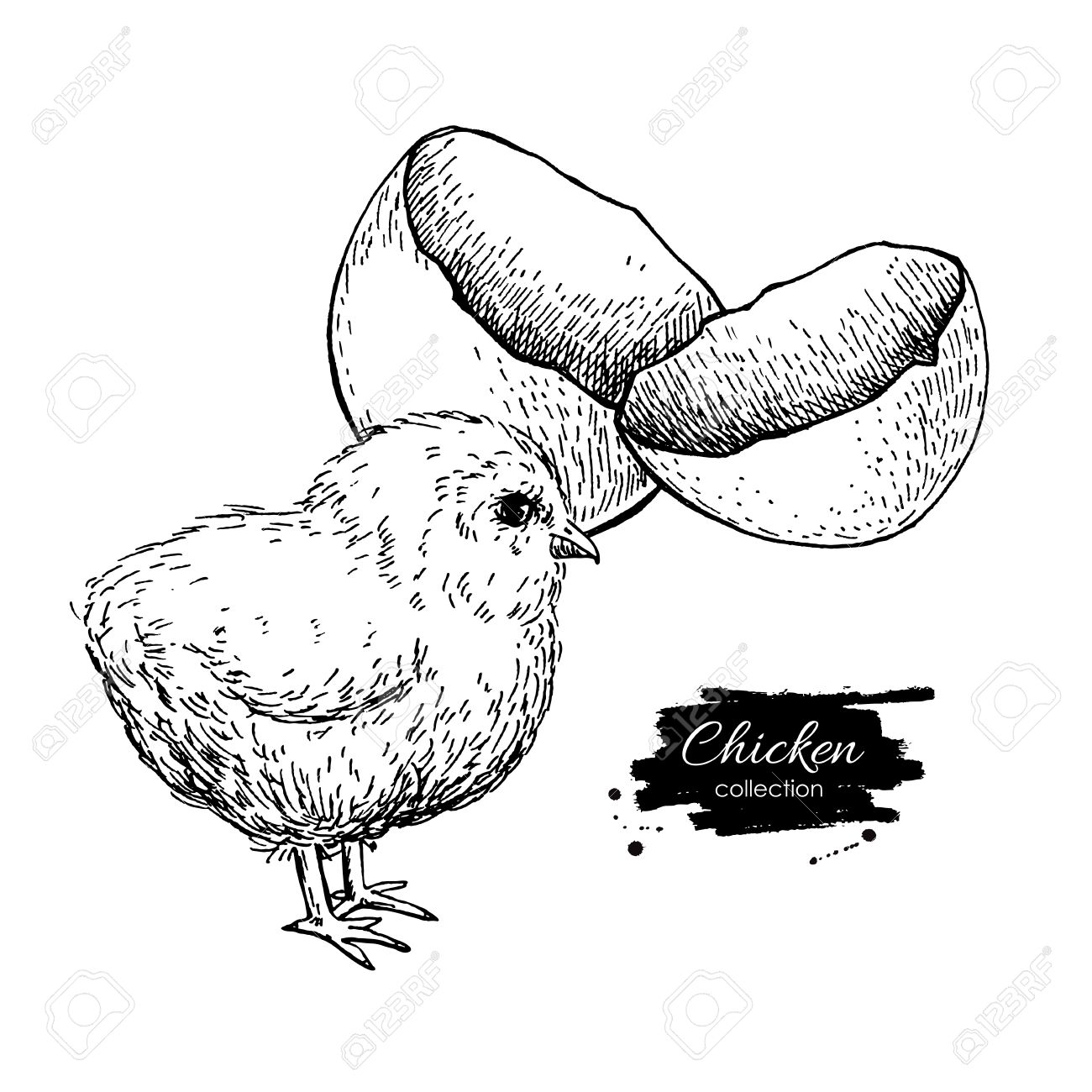 1300x1300 Vector Vintage Hand Drawn Chicken Baby And Egg Shell. Engraved