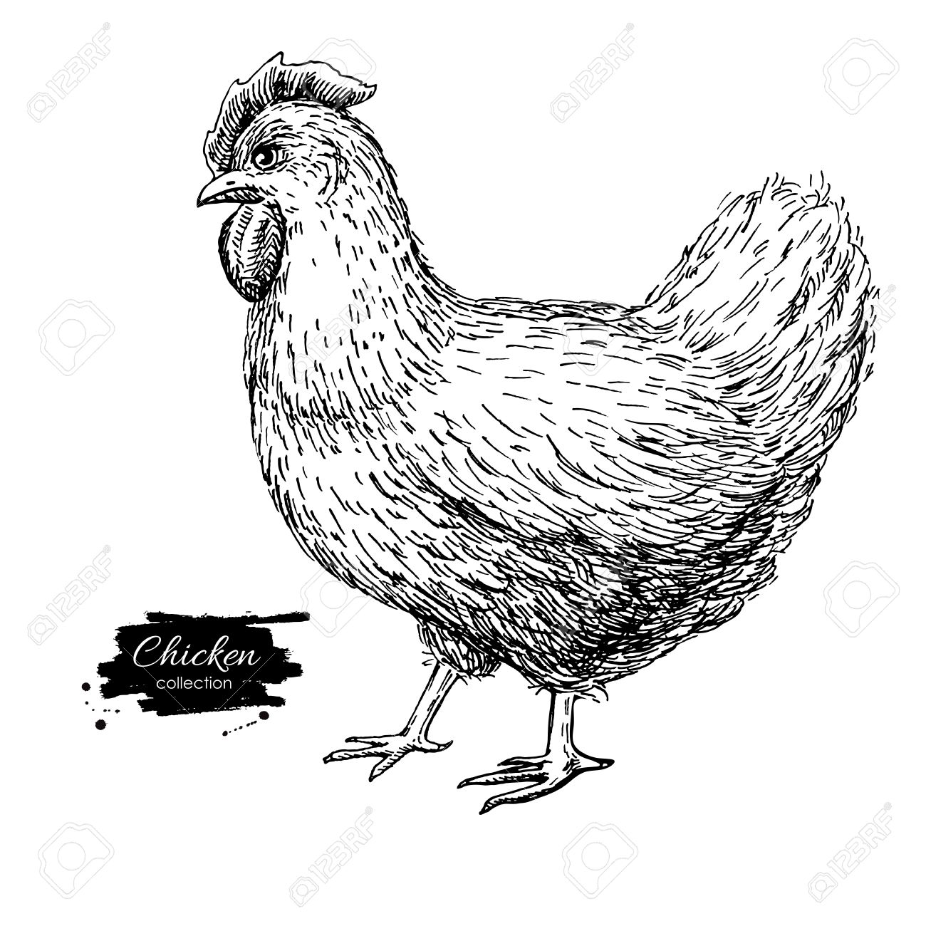 1300x1300 Vintage Hand Drawn Chicken. Engraved Illustration. Rural Natural