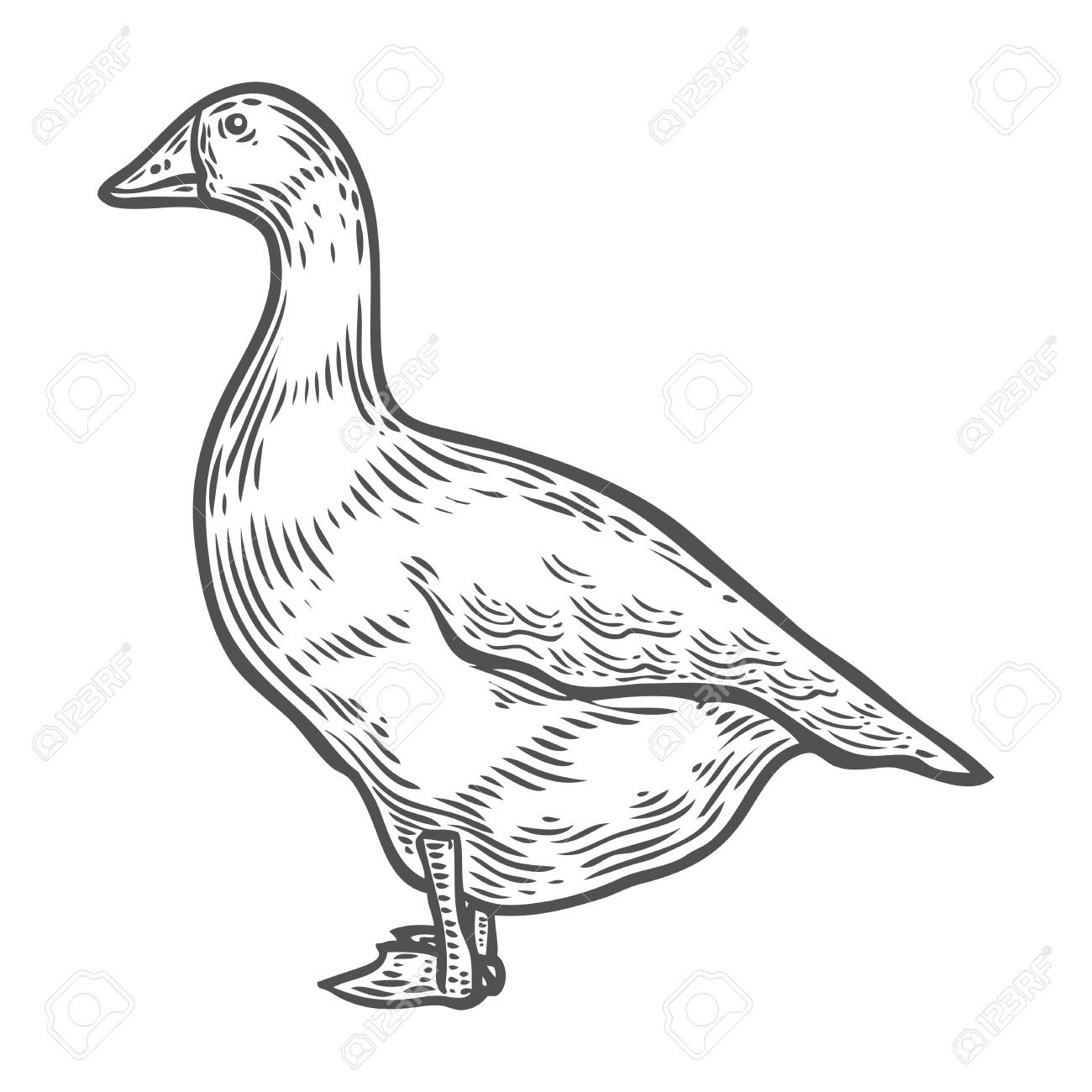 1300x1300 Grey Goose, Poultry, Vector Illustration Sketch, Farm Feathered