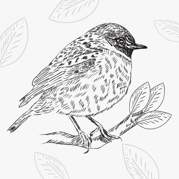 626x626 Hand Drawn Vintage Bird Illustration Vector Premium Download