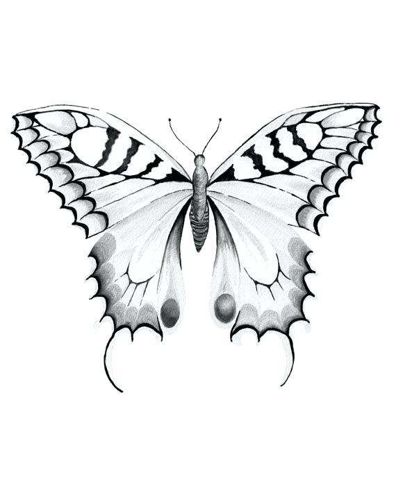 570x712 Butterfly Prints Free Free Botanical Vintage Butterfly