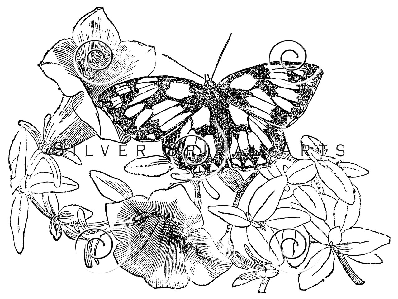 1278x960 Royalty Free Stock Vintage Illustrations Photo Keywords Butterfly